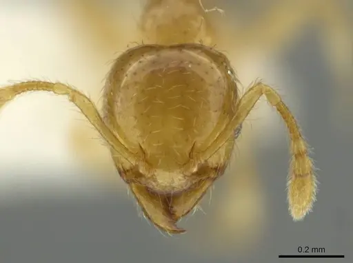 Pheidole melastomae specimen CASENT0645826 image casent0645826_2