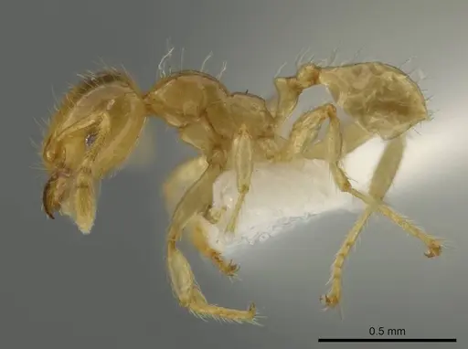 Pheidole melastomae specimen CASENT0645826 image casent0645826_3