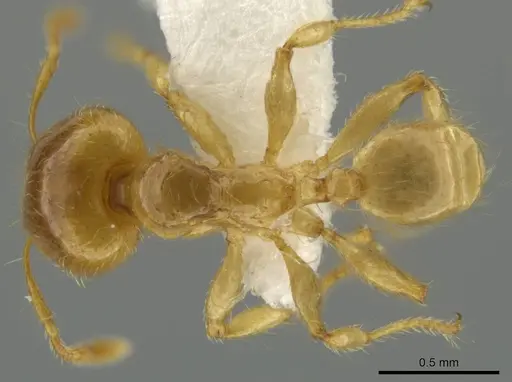 Pheidole melastomae specimen JTLC000016450 image jtlc000016450_1