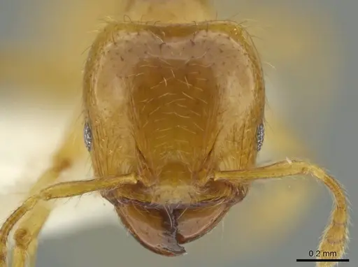 Pheidole melastomae specimen JTLC000016450 image jtlc000016450_2