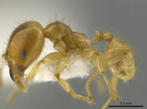 Pheidole melastomae specimen JTLC000016450 image jtlc000016450_3