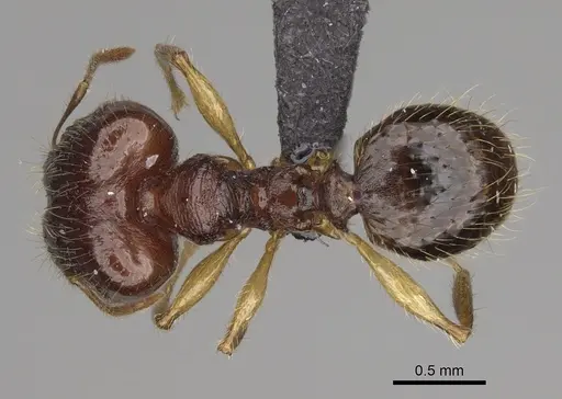 Pheidole mena specimen CASENT0134205 image casent0134205_1