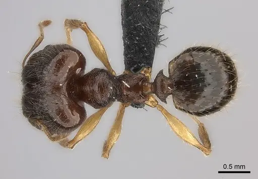 Pheidole mena specimen CASENT0134205 image casent0134205_2