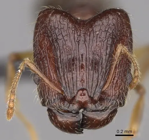 Pheidole mena specimen CASENT0134205 image casent0134205_3