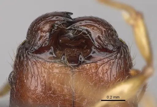 Pheidole mena specimen CASENT0134205 image casent0134205_4