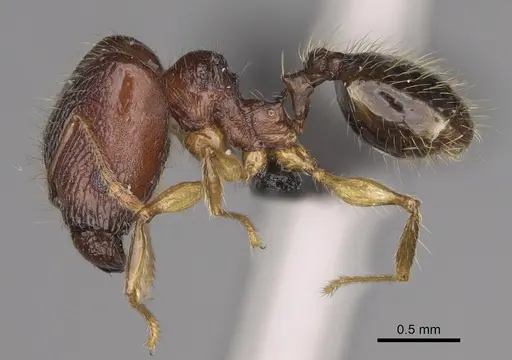 Pheidole mena specimen CASENT0134205 image casent0134205_5