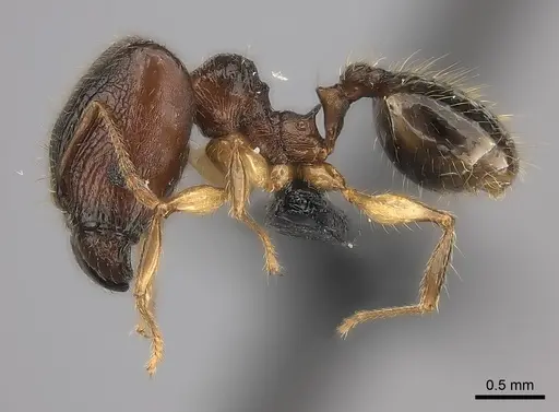 Pheidole mena specimen CASENT0134205 image casent0134205_6