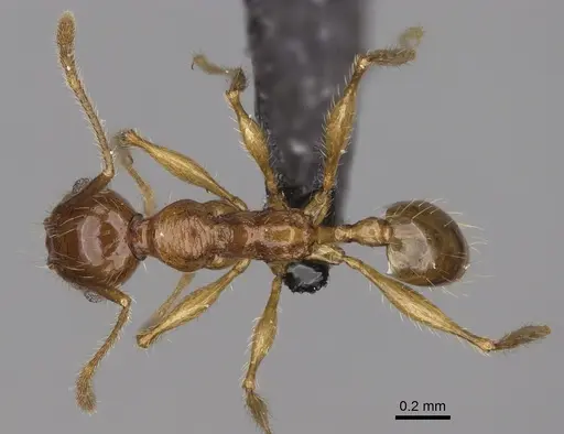 Pheidole mena specimen CASENT0235028 image casent0235028_1