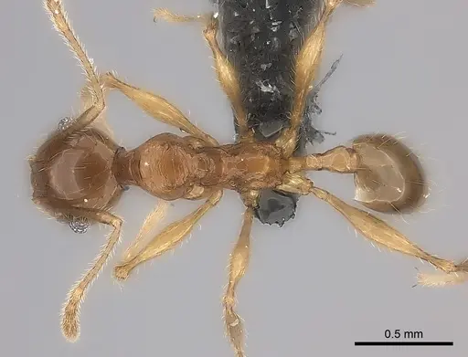 Pheidole mena specimen CASENT0235028 image casent0235028_2