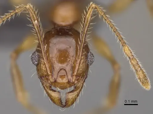 Pheidole mena specimen CASENT0235028 image casent0235028_3
