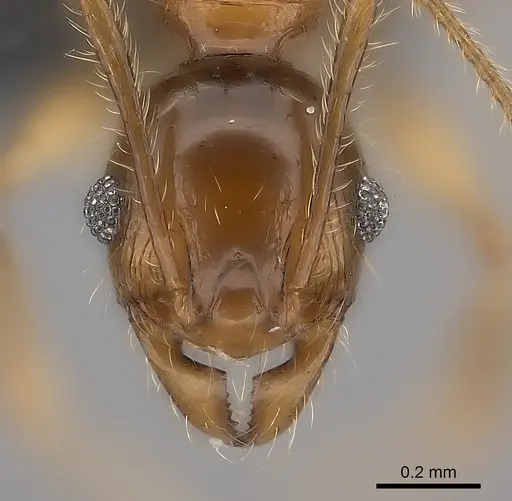 Pheidole mena specimen CASENT0235028 image casent0235028_4