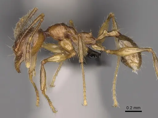 Pheidole mena specimen CASENT0235028 image casent0235028_5