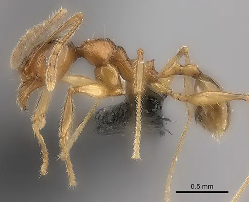 Pheidole mena specimen CASENT0235028 image casent0235028_6