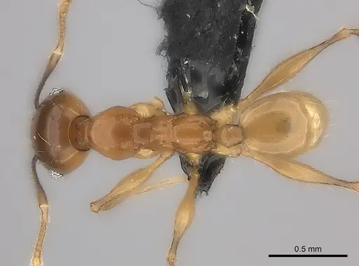 Pheidole mena specimen CASENT0494806 image casent0494806_1
