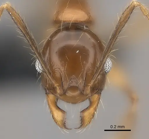 Pheidole mena specimen CASENT0494806 image casent0494806_2