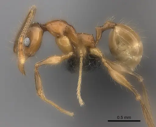Pheidole mena specimen CASENT0494806 image casent0494806_3