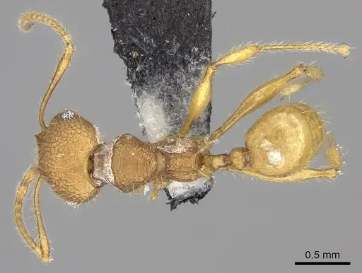 Pheidole mendanai specimen CASENT0219993 image casent0219993_1
