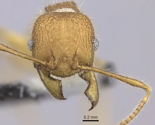 Pheidole mendanai specimen CASENT0219993 image casent0219993_2
