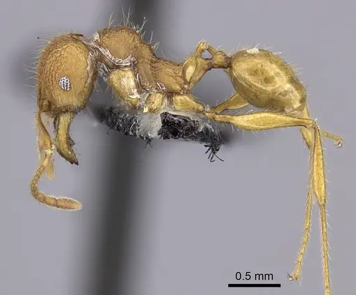 Pheidole mendanai specimen CASENT0219993 image casent0219993_3