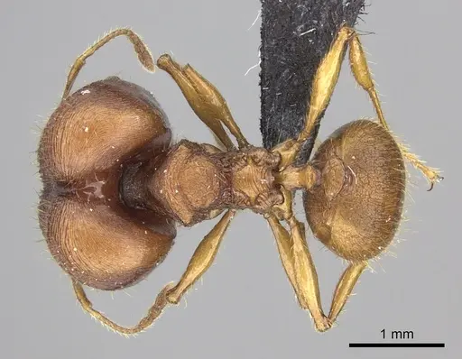Pheidole mendanai specimen CASENT0219998 image casent0219998_1
