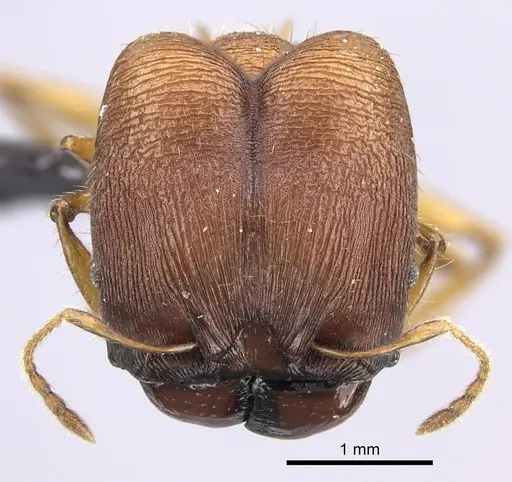 Pheidole mendanai specimen CASENT0219998 image casent0219998_2