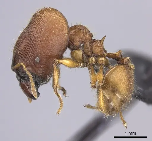 Pheidole mendanai specimen CASENT0219998 image casent0219998_3