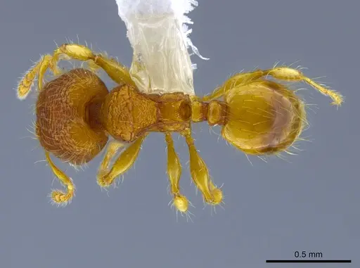 Pheidole mendicula specimen CASENT0630818 image casent0630818_1