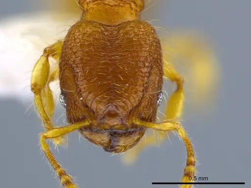 Pheidole mendicula specimen CASENT0630818 image casent0630818_2