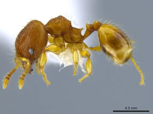 Pheidole mendicula specimen CASENT0630818 image casent0630818_3