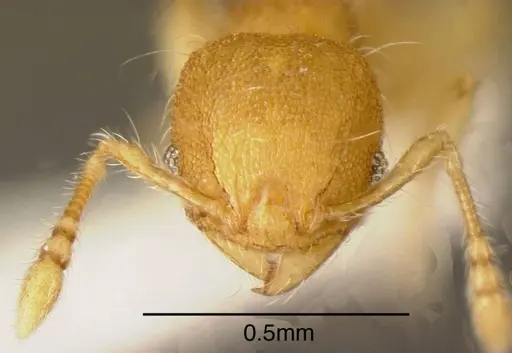 Pheidole mendicula specimen CASENT0635488 image casent0635488_1