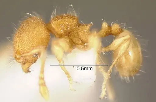 Pheidole mendicula specimen CASENT0635488 image casent0635488_2