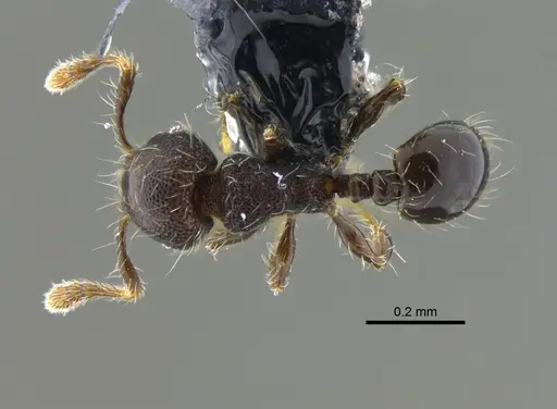 Pheidole mendicula specimen CBUMAGENT42002 image cbumagent42002_1