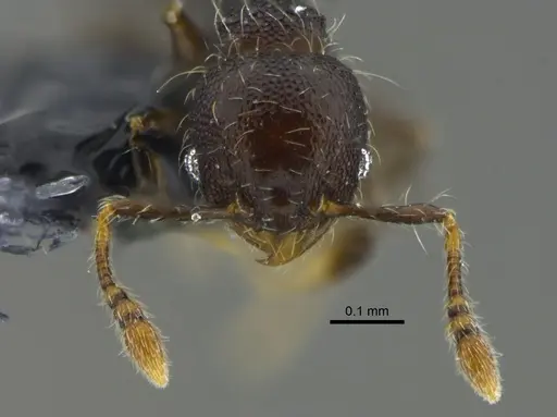 Pheidole mendicula specimen CBUMAGENT42002 image cbumagent42002_2