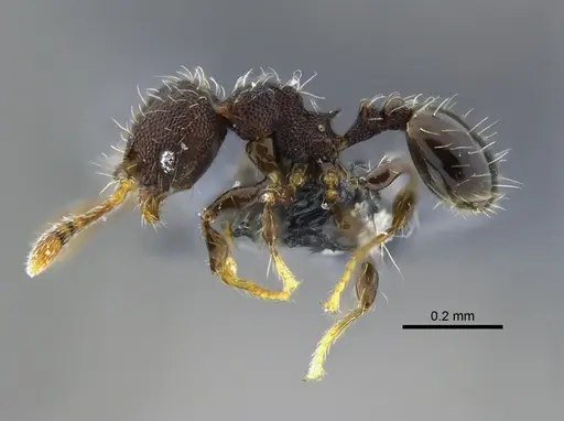 Pheidole mendicula specimen CBUMAGENT42002 image cbumagent42002_3