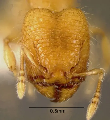 Pheidole mendicula specimen INBIOCRI002279723 image inbiocri002279723_1