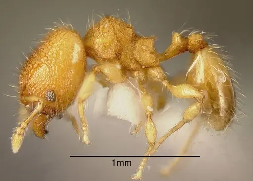 Pheidole mendicula specimen INBIOCRI002279723 image inbiocri002279723_2