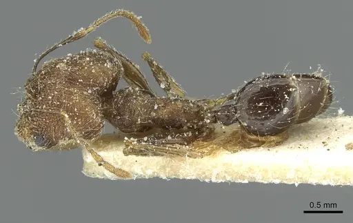 Pheidole mentita specimen CASENT0913348 image casent0913348_1