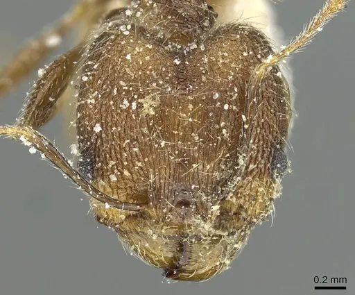 Pheidole mentita specimen CASENT0913348 image casent0913348_2