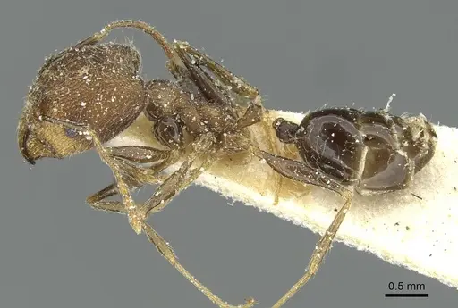 Pheidole mentita specimen CASENT0913348 image casent0913348_3