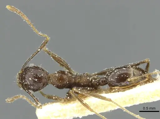 Pheidole mentita specimen CASENT0913349 image casent0913349_1