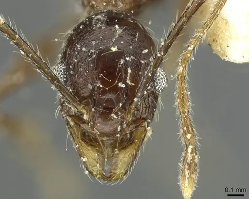 Pheidole mentita specimen CASENT0913349 image casent0913349_2