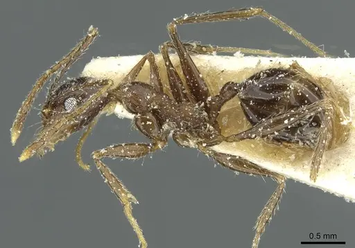 Pheidole mentita specimen CASENT0913349 image casent0913349_3