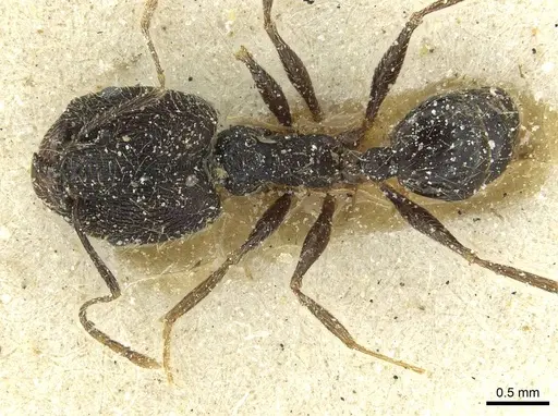 Pheidole mentita specimen CASENT0913350 image casent0913350_1