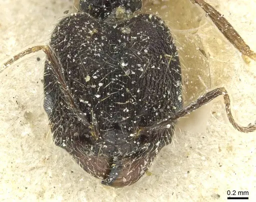 Pheidole mentita specimen CASENT0913350 image casent0913350_2