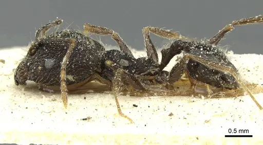 Pheidole mentita specimen CASENT0913350 image casent0913350_3