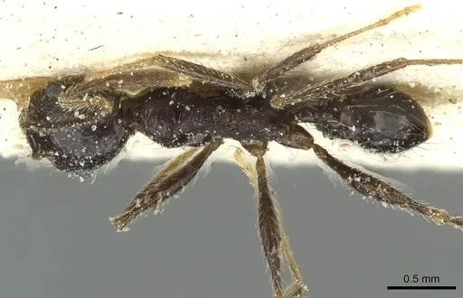 Pheidole mentita specimen CASENT0913351 image casent0913351_1
