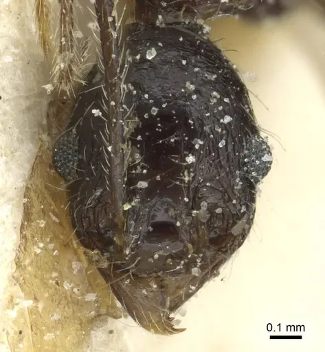 Pheidole mentita specimen CASENT0913351 image casent0913351_2