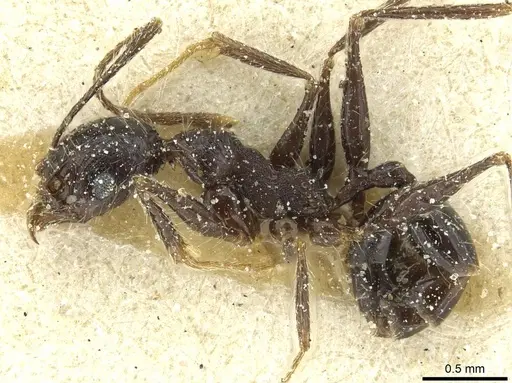 Pheidole mentita specimen CASENT0913351 image casent0913351_3