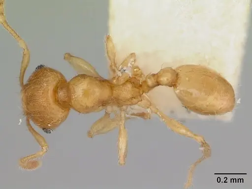 Pheidole mera specimen CASENT0172697 image casent0172697_1