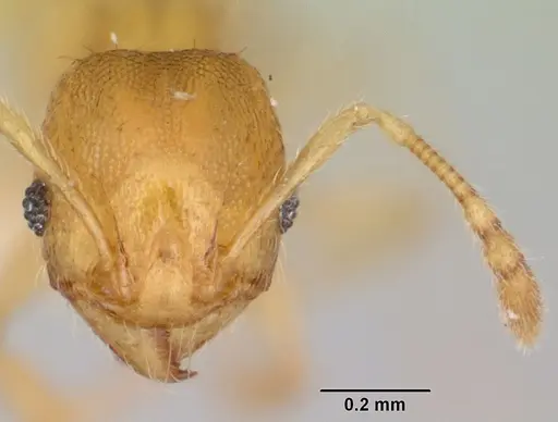 Pheidole mera specimen CASENT0172697 image casent0172697_2